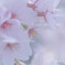time slip 桜