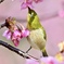 サクジローの吸蜜