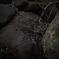 NZF_1058