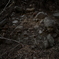 NZF_1089