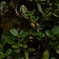 NZF_1149