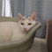猫カフェ