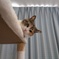 猫カフェ