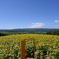 Sunflower in Nayoro