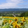 Sunflower in Nayoro