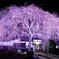夜は妖艶に