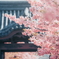 満開の河津桜