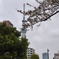 三分咲き