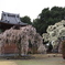 雨の慈眼寺