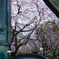 本覚寺の垂れ桜