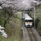御殿場線の桜