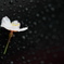 雨の日