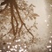 水桜