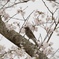 桜と野鳥