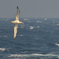 albatross