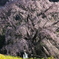 古木の風格