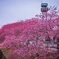 掛川桜と火見櫓