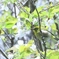 花蜜に呼ばれて