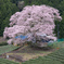 一本桜