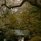 見上げれば雨と桜
