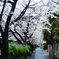 面影橋の桜