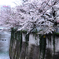面影橋の桜