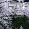 面影橋の桜