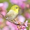 サクジローの花見