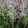 雨上がりの枝垂れ桜