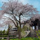 枝垂れ桜