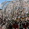 浅間大社　桜