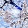 お花見日和