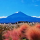 名残のコキアと富士山