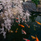 桜と鯉