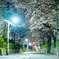 夜桜