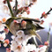 野山の鳥  メジロ