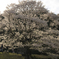 淡墨桜