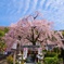 枝垂れ桜