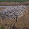 多摩川の桜