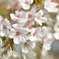 東京の桜（5分咲き）