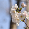 東京の桜（5分咲き）＃２