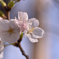 東京の桜（5分咲き）＃３