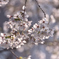 萩中神社の桜