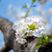 Petit Bouquet