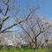 お出かけ(226)-5（桜@東武動物公園_東ゲート付近）