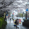 雨桜