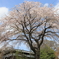 東郷寺のしだれ桜（府中市）