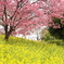 菜の花畑