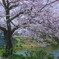 福岡城址の桜