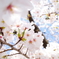 上野恩賜公園・桜1